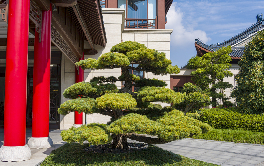 松樹(shù).jpg